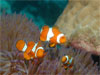 Cairns - Great Barrier Reef