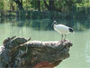 Adelaide - Cleland Conservation Park