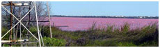 Pink Lake