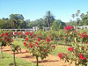 Buenos Aires - El Rosedal (El Jardín de las Rosas)