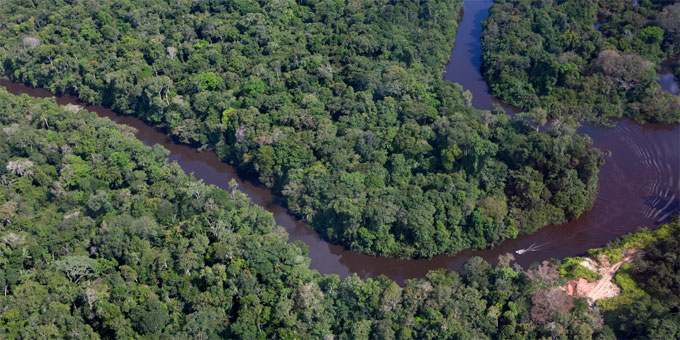 Amazonas-Regenwald