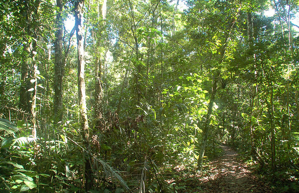 Amazonas-Regenwald