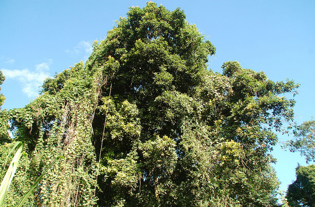 Foresta Amazzonica