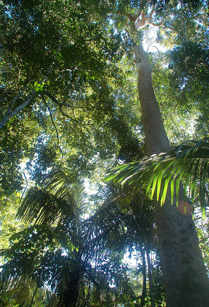 Amazonas-Regenwald
