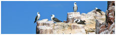 Islas Ballestas