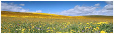 Cuyama Valley