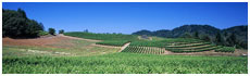 Sonoma Coast
