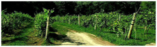 Heritage Trail Vineyards