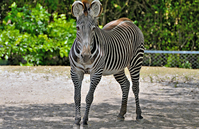 O Zoológico