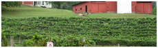 Persimmon Creek Vineyards