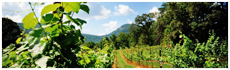 Yonah Mountain Vineyards