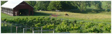 Ardon Creek Vineyard and Winery