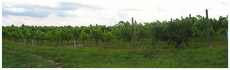 Acres of Land Winery