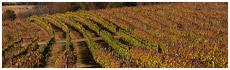 Lovers Leap Vineyard & Winery