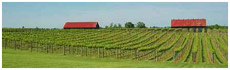Talon Winery & Vineyards