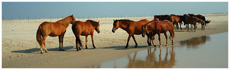 Assateague State Park