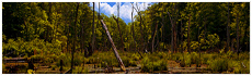 Calvert Cliffs State Park