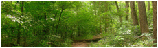 Hawn State Park