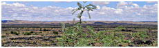 Tularosa Valley