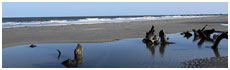 Hunting Island