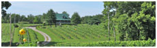 Green Top Vineyards